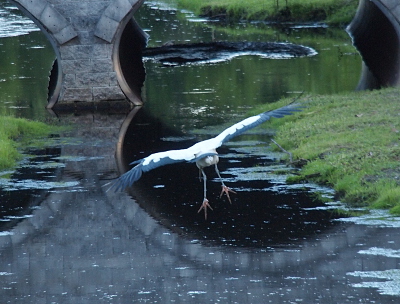 [Back view of the bird with its wings outstretched to the sides and its feet hanging straight down. All three toes are visible hanging down from the legs. The bird is coming in over water and the stone arches of the bridge are reflected in the water.]
